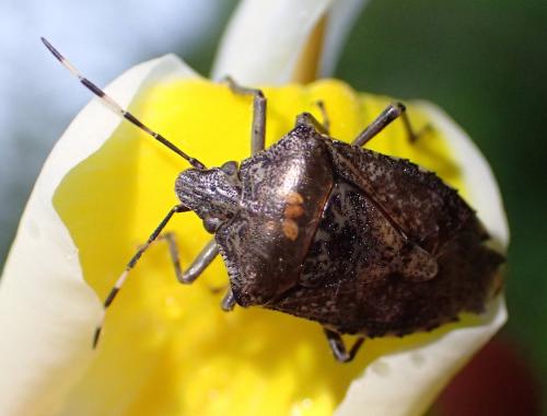 Réf. 204 936 : Rhaphigaster nebulosa